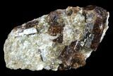 Brown Dravite Tourmaline Crystals in Mica - Western Australia #96310-1